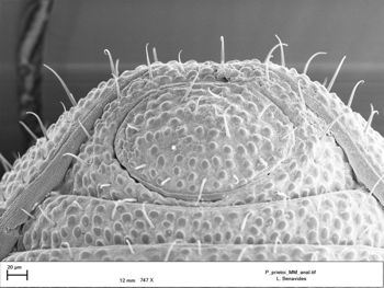 Media type: image;   Invertebrate Zoology 147385   shows cataloged_item 147385